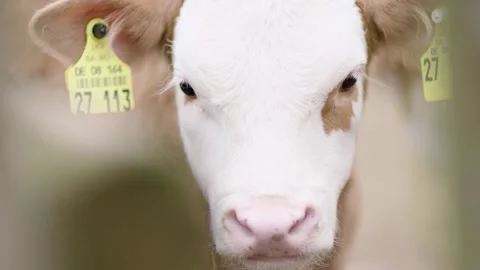Calf With Ear Tag Looking Around in Close-Up on Livestock Farm Stock Footage 334054741
