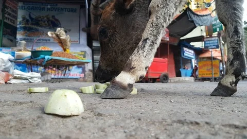Calf Eating Cucumber on Rishikesh Street in India Stock Footage 98094591