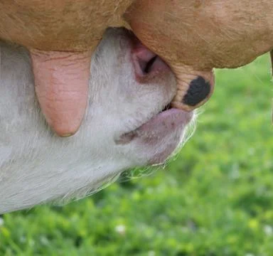 Calf eating for the first time Stock Photos