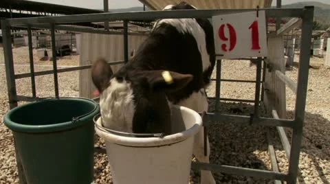 Calf eating Stock Footage 20512571