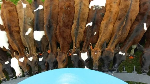 Calf eating Stock Footage 86283909