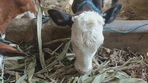 The calf is eating Stock Footage 280279669