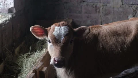 Calf eating grass in a barn Vídeos de archivo 153460603