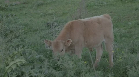 Calf eating grass Stock Footage 43861349