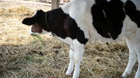 Calf eating grass 스톡 동영상 64347648