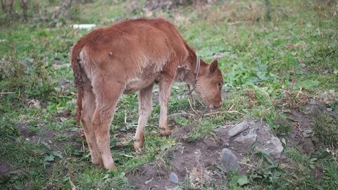 Calf eating grass Stock Footage 97632982