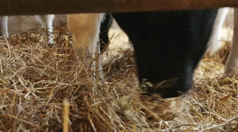 Calf eating hay Stock Footage 43234559