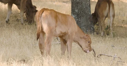 A calf eating in an oak forest Stock Footage 115920144