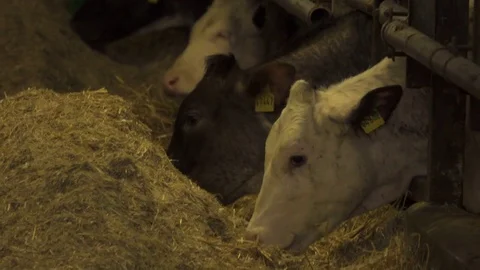 Calf Eating Straw in Barn Stock Footage 74230649