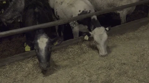 Calf Eating Straw in Barn Stock Footage