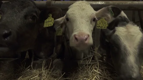 Calf Eating Straw in Barn, Looking at camera 動画素材 74481404