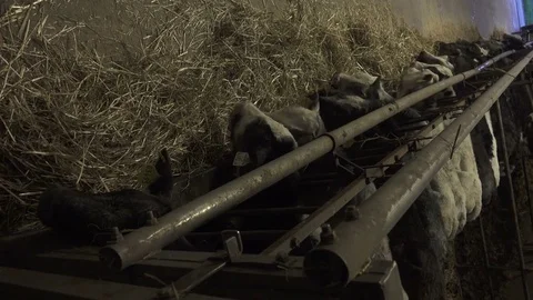 Calf Eating Straw in Barn,high angle Stock Footage 74474486