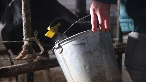 Calf eats from a bucket Stock Footage 113852931