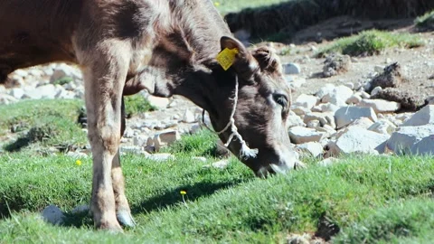 A calf eats grass on lawn Stock Footage 201130089