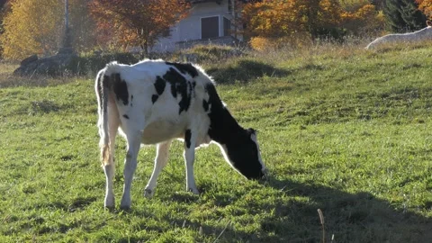 Calf eats grass in the meadow Stock-Footage 165271318