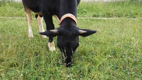 The calf eats grass outside and drives away mosquitoes Stock Footage 138097609