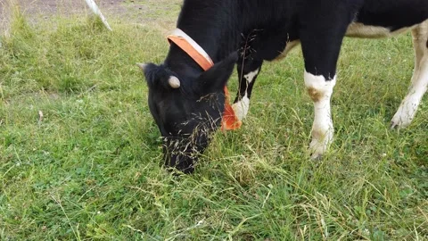 The calf eats grass outside and drives away mosquitoes. A calf is a young cow Stock-Footage 138097626