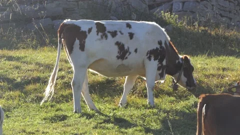 Calf eats grass at sunset Video stock 165271123