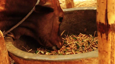 A calf eats straw in a village in India. Stock Footage 39790712
