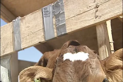 Calf examines camera 2 Stock Footage 8931048