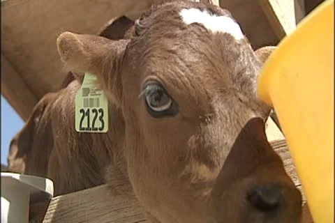 Calf examines camera Stock Footage 8931045