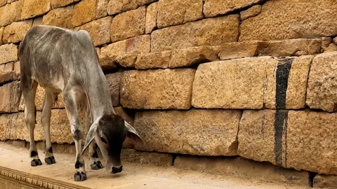 A Calf Exploring Textured Stone Walls: Observations of a Curious Young Cow Inves Stock Footage 335203718