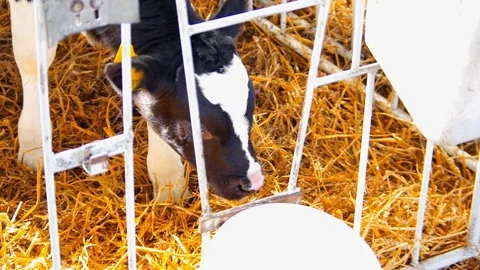 Calf on the Farm Close-up Stock Footage 76334075