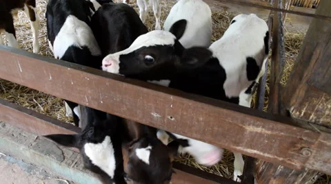 Calf on Farm Stock Footage 54906482