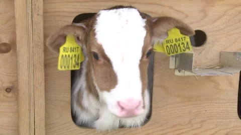 Calf on the farm Video stock 58487160