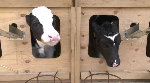 Calf on the farm Stock Footage 58487775