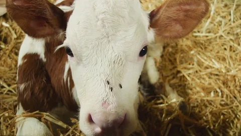 Calf in a farm Stock Footage