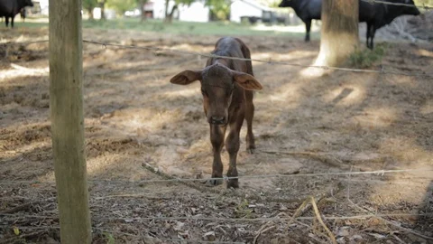 Calf on Farm Stock Footage 126610416