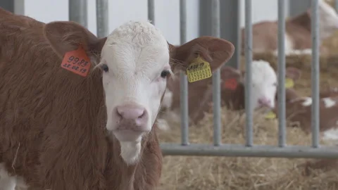 A calf on the farm Stock Footage 194134089