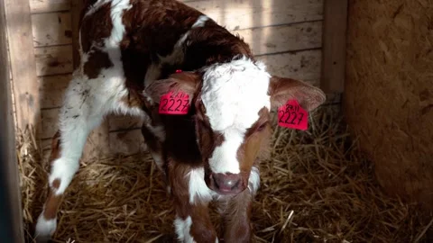 A calf at the farm Stock Footage 300440850
