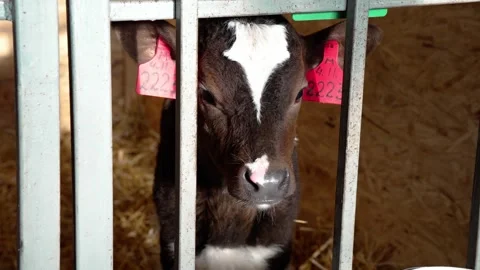 A calf at the farm Stock Footage 300440854