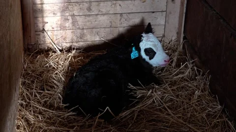 A calf at the farm Stock Footage 300440866