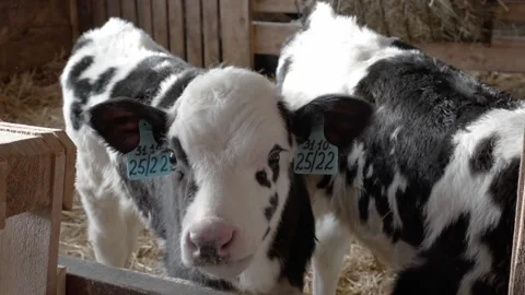 A calf at the farm Stock Footage 300440874