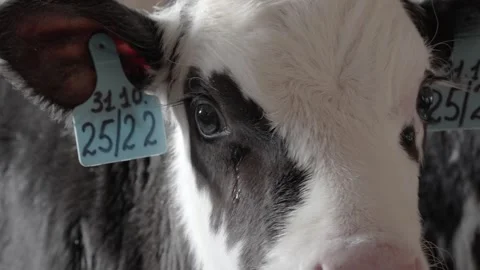 A calf at the farm Stock Footage 300440878
