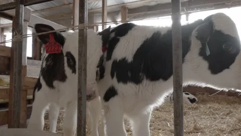 A calf at the farm Stock Footage 300440888