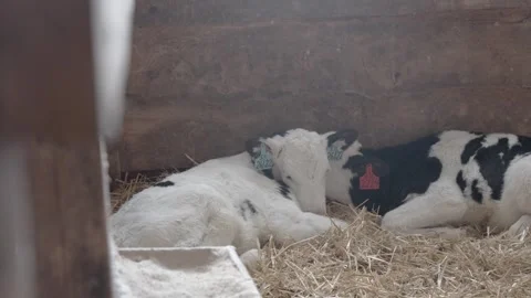 A calf at the farm Stock Footage 300440893