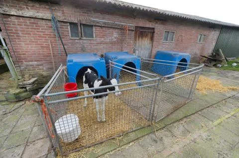 Calf at the farm 스톡 사진