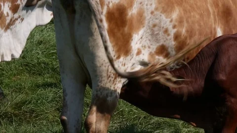 Calf Feeding Stock Footage 81908140