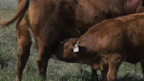 Calf Feeding 動画素材 90867956