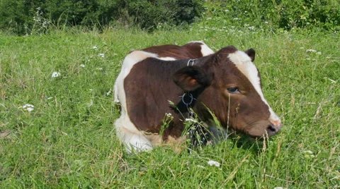 Calf Feeding the grass Stock-Footage 54361914