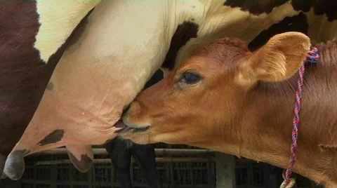 Calf Feeding On Milk Stock Footage 58120286