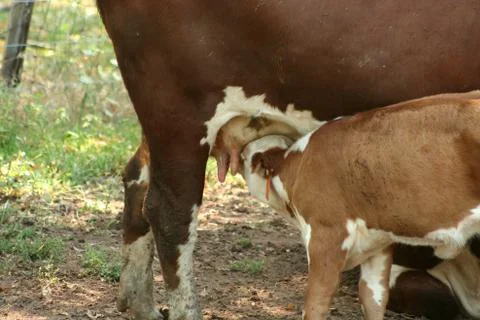 Calf feeding Stock Photos