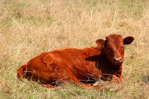 Calf in field Stockfoto's