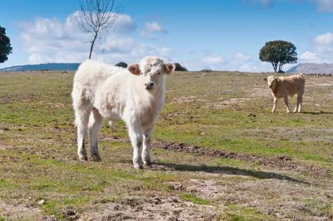 Calf in the field Stock Photos