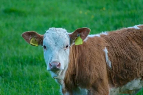 Calf in field  Stock Photos