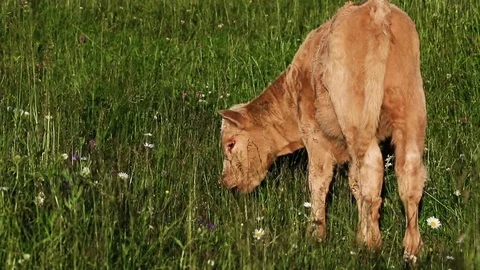 Calf in flowers Stock Footage 80240971